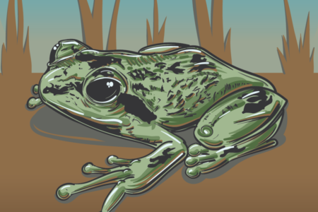 Humboldt Frog